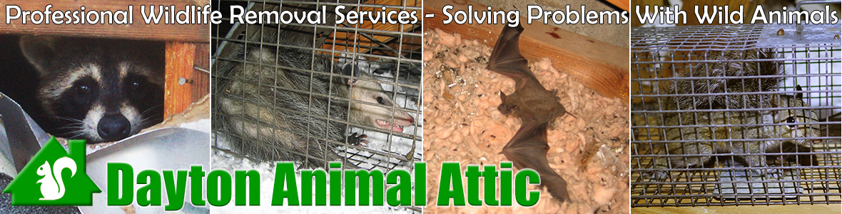 Dayton Animal Attic